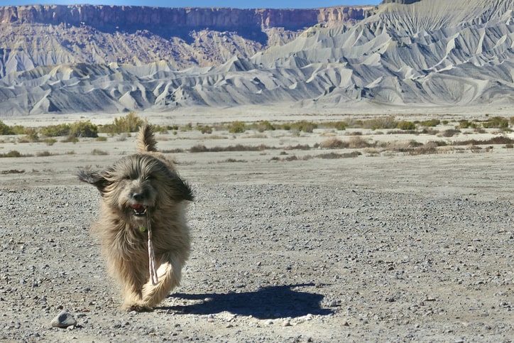 Utah Dog Bite Claims